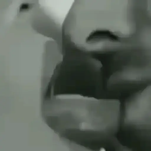 Stika
